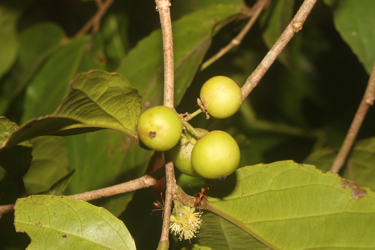 Flacourtia inermis Roxb.